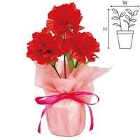 �J�[�l�[�V�������b�s���O�|�b�g�@�P�O�{��