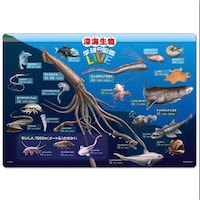 �[�C�����}�Ӂi�w���̐}�ӂk�h�u�d�j�@���T�ȏォ�璍���\�i�̔����i�͂P�P�ʂ̉��i�j