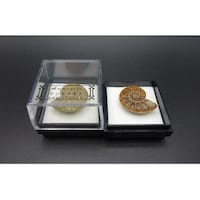 �A�����i�C�g���؁i�}�_�K�X�J���j�P�Q��