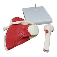 ���֐ߍ��i�ؓ��͌^