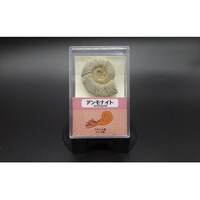 �A�����i�C�g�i�t�����X�j�P��