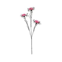 ���ԁ@�J�[�l�[�V�����X�v���[�@�s���N