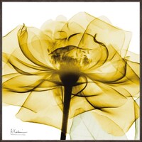 �w�������L�����o�X�u�S�[���f�����[�Y�@�X�N�G�A�r�v