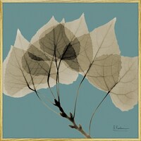 �w�������L�����o�X�u���[�t�u���[�Q�@�X�N�G�A�r�v
