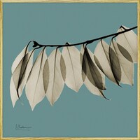 �w�������L�����o�X�u���[�t�u���[�R�@�X�N�G�A�r�v