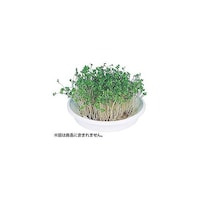 ���k�͔|���j�b�g�@�u���b�R���[�X�v���E�g