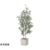�C���e���A�I���[�u�@�P�D�W�@�Q�T�P�O�`�T