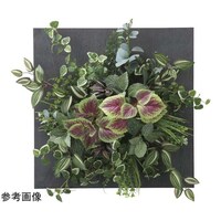 �E�I�[���^�C�v�R���E�X�@�S�T�@�Q�T�T�V�`