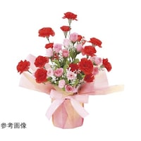 �J�[�l�[�V�����@�l�@�W�U�O�`�R�O