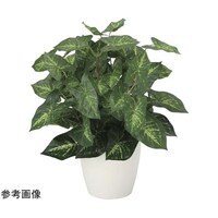 �J���W���[���@�l�@�Q�P�O�S�j�R�T