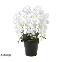 �N�C�[���Ӓ����@�T�{���@�v�@�U�T�S�`�P�T