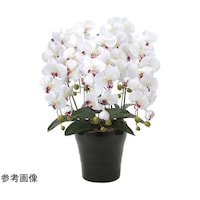�N�C�[���Ӓ����@�T�{���@�v�^�`�a�@�X�P�U