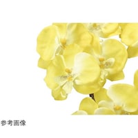 �N�C�[���Ӓ����@�T�{���@�x�@�S�S�W�`�P�T