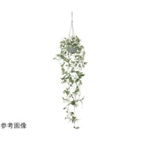 �g���f�B�X�J���e�B�A�n���M���O�@�Q�T�X�U