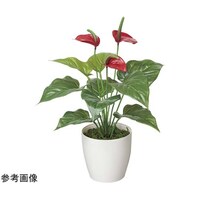 �t���b�V���A���X�����[���@�R�W�X�`�R�T