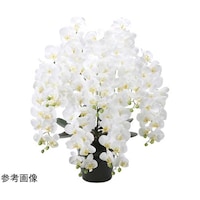 �t���b�V�������O�Ӓ����@�V�{���@�v�@�Q�T