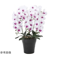 �t���b�V���Ӓ����@�T�{���@�v�^�k�@�W�V�U