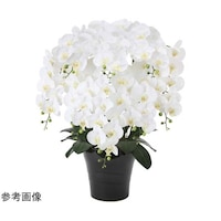 �t���b�V���Ӓ����@�W�{���@�v�@�W�V�V�o�R