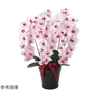 �v���~�A���Ӓ����@�T�{���@�o�@�U�T�Q�j�Q�O�O