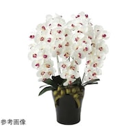 �v���~�A���Ӓ����@�T�{���@�v�^�`�a�@�U�T�R�j�Q�O�O