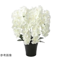 �v���~�A���Ӓ����@�V�{���@�v�@�U�T�W�`�Q�T�O