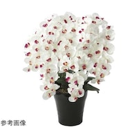 �v���~�A���Ӓ����@�V�{���@�v�^�`�a�@�U�T