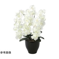 �v���~�A���Ӓ����@�v�@�U�T�X�j�P�R�T
