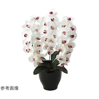 �v���~�A���Ӓ����@�v�^�`�a�@�U�U�P�j�P�R
