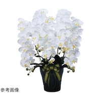 ���C�����Ӓ����@�T�{���@�v�@�T�R�Q�`�R�O