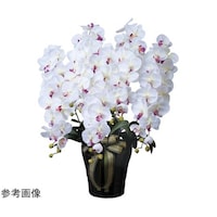 ���C�����Ӓ����@�T�{���@�v�^�`�a�@�S�S�V