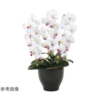 �Ӓ����Z���[�X�@�v�^�`�a�@�Q�Q�j�P�Q�O