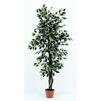 �ϗt�A���@�t�B�J�X�@�U�X�O�@�a