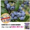 ブルーベリーの肥料