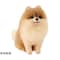 羊毛フェルトキット アクレーヌでつくる かわいい DOG & CAT
