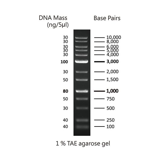 DNA電気泳動マーカー DMシリーズ