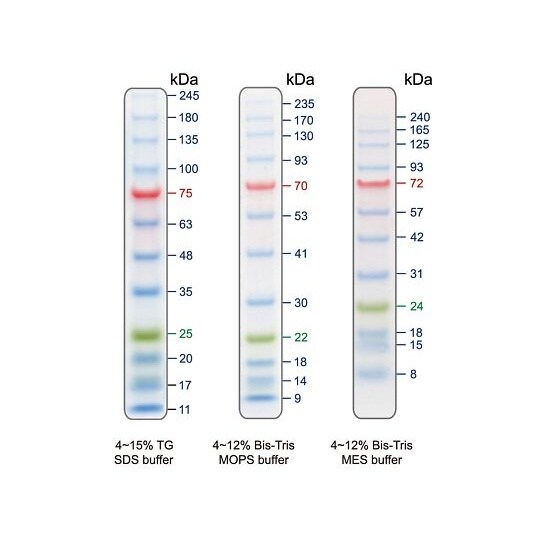 �v���e�C�����_�[�}�[�J�[�@�o�l�V���[�Y