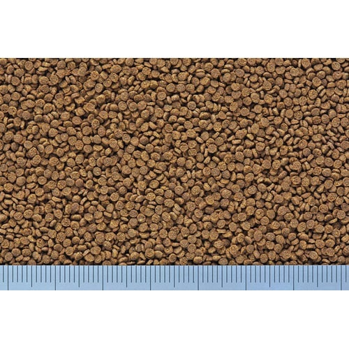 ランチュウベビーゴールド