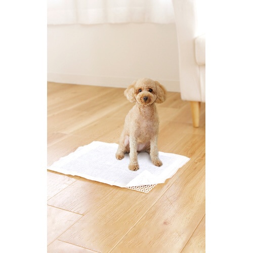 XxbNXybg􂦂邷ׂ~߃lbg