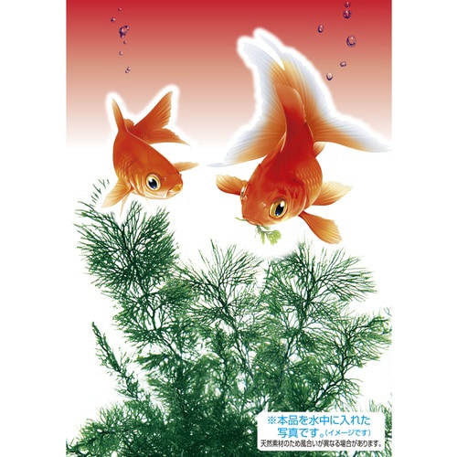 i@VR܂ݑ