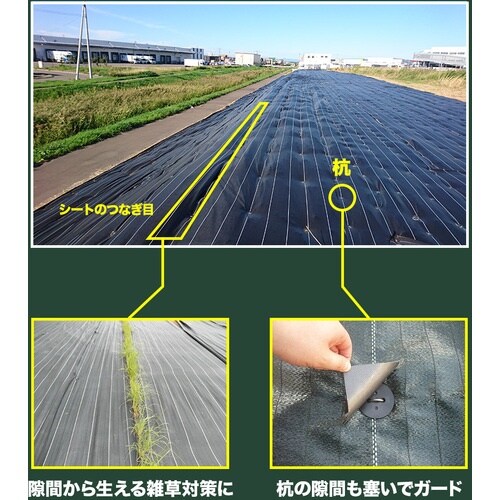 @^[s[@OhoAe[vi؂ꐫj@