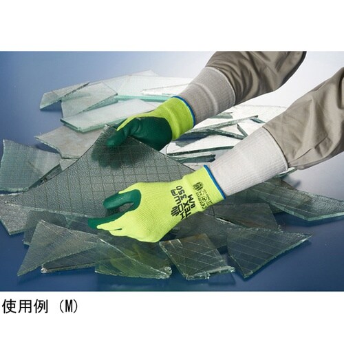 �r�[�s�d�w�@�R�T�O