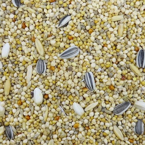 エクセル5 オカメインコ 皮付き