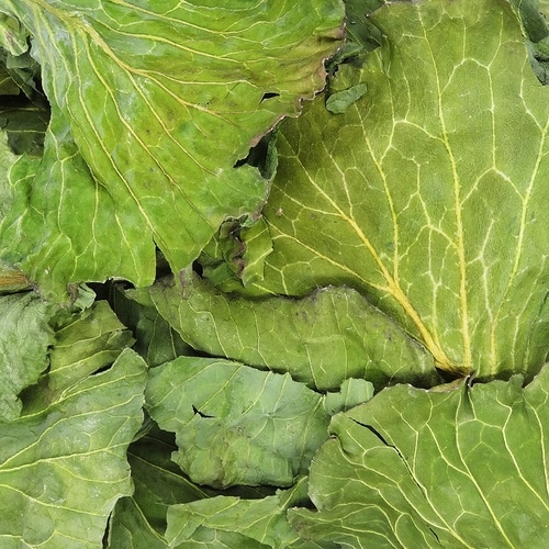 �o�q�n�@�X�y�V�����[�t