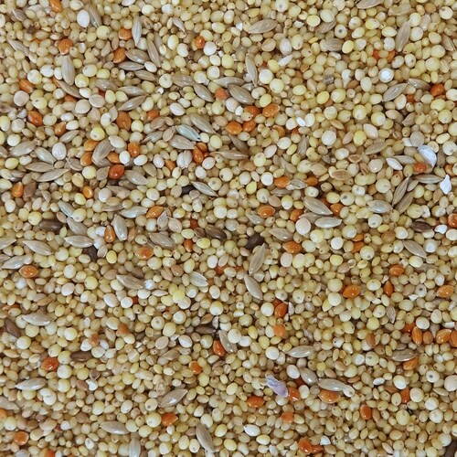 �G�N�Z���������������̐H����ނ�