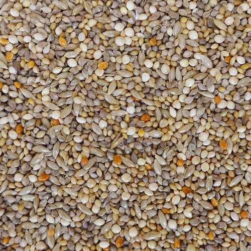 �G�N�Z���������������̐H����t��