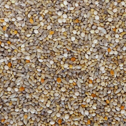 �G�N�Z���������������̐H����t��