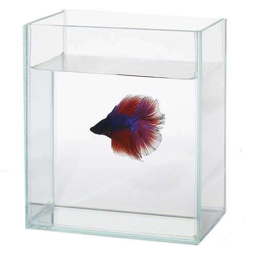 �V���[�x�^�R���N�V�����P�[�X