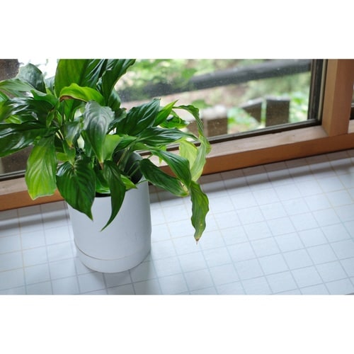 CNV[g@p@@b`r`@ڒnF^C