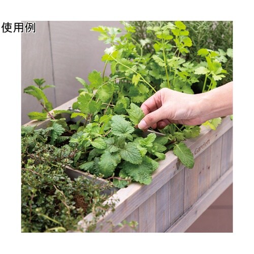 ���C�Y�h�x�b�h�@�n�[�u�v�����^�[