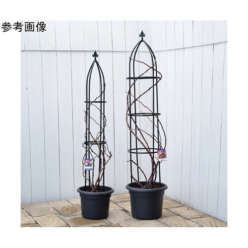 �f�|�����������@�I�x���X�N